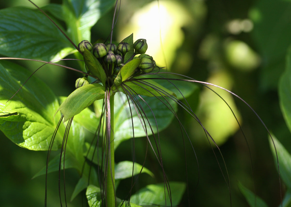Tacca leontopetaloides