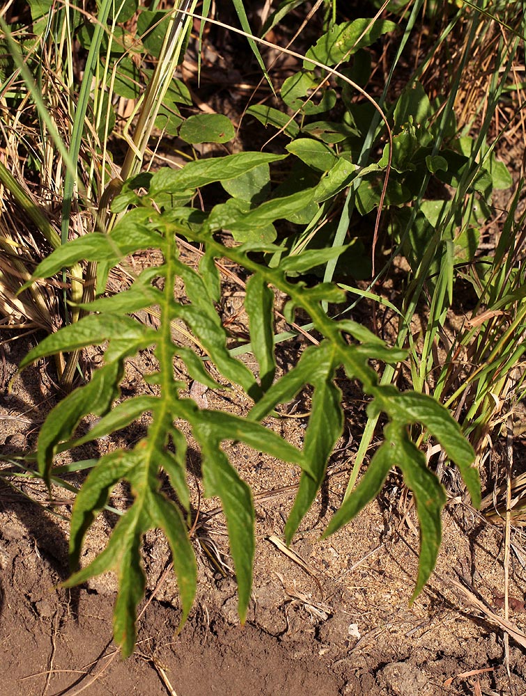 Tacca leontopetaloides