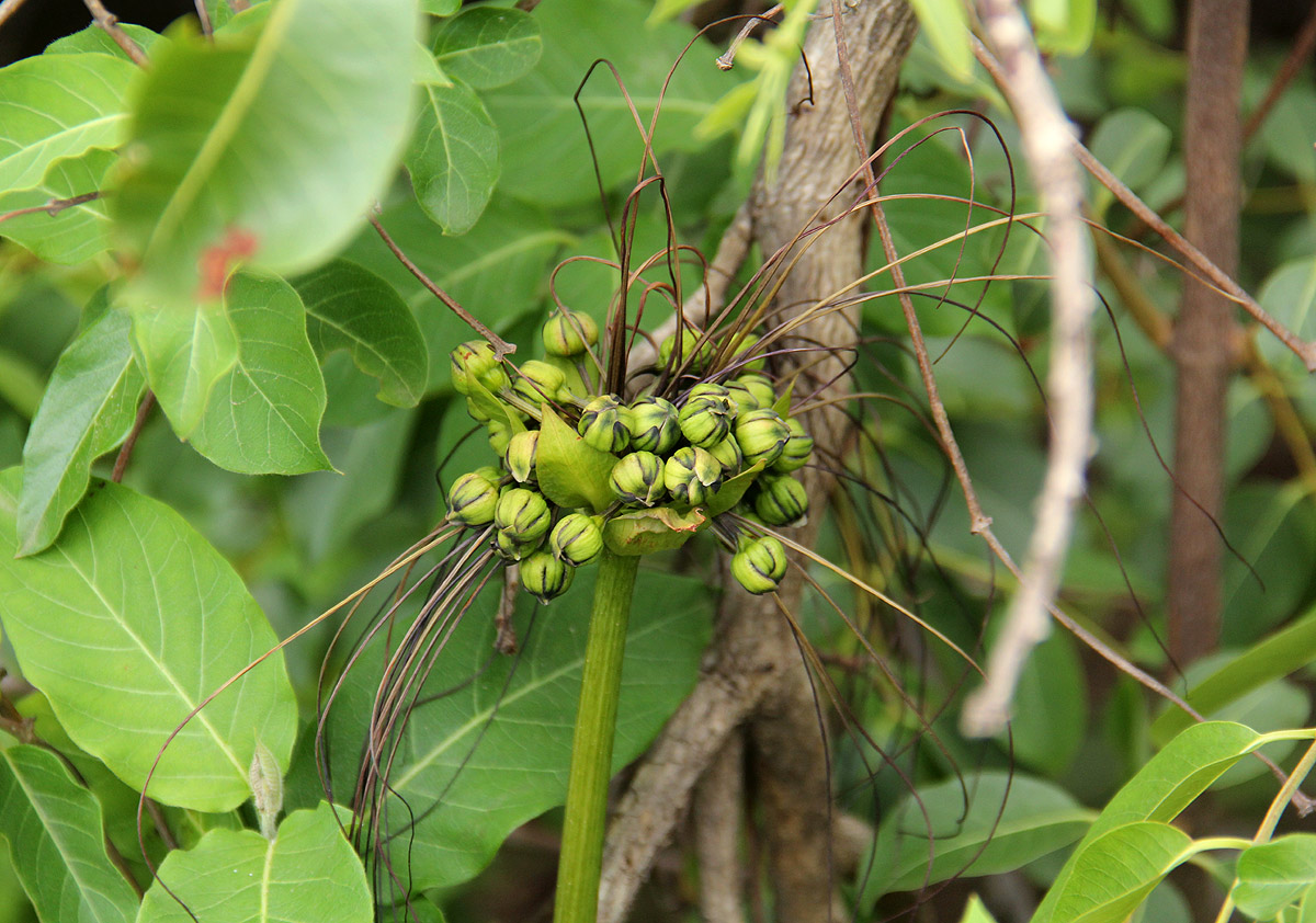 Tacca leontopetaloides