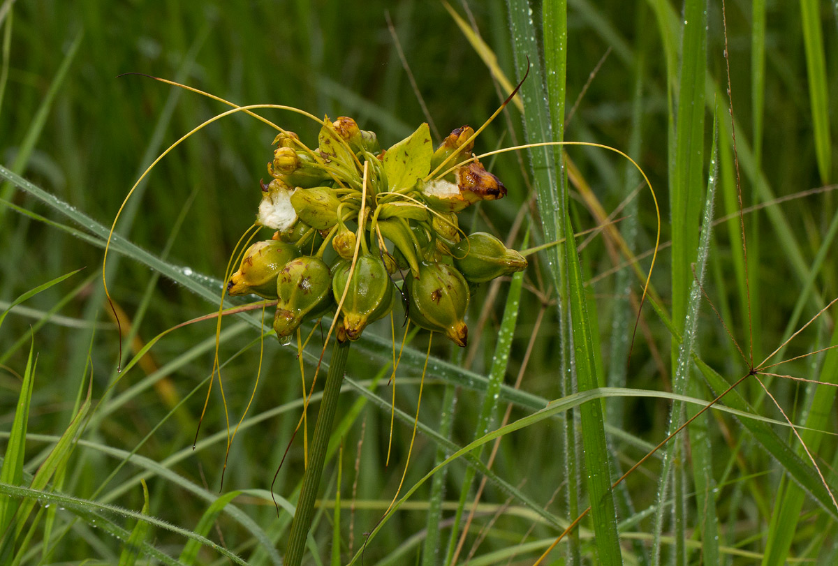 Tacca leontopetaloides