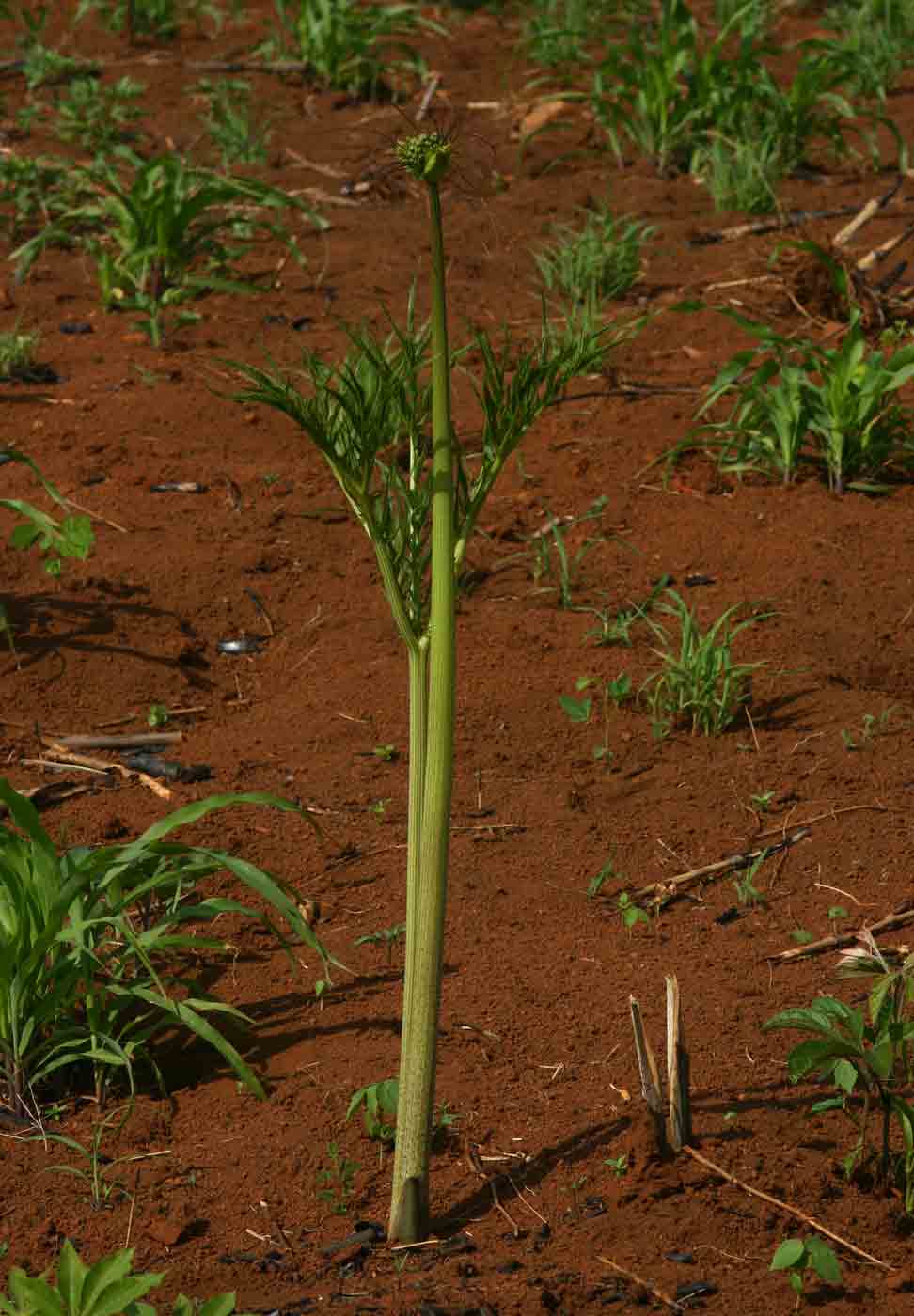 Tacca leontopetaloides