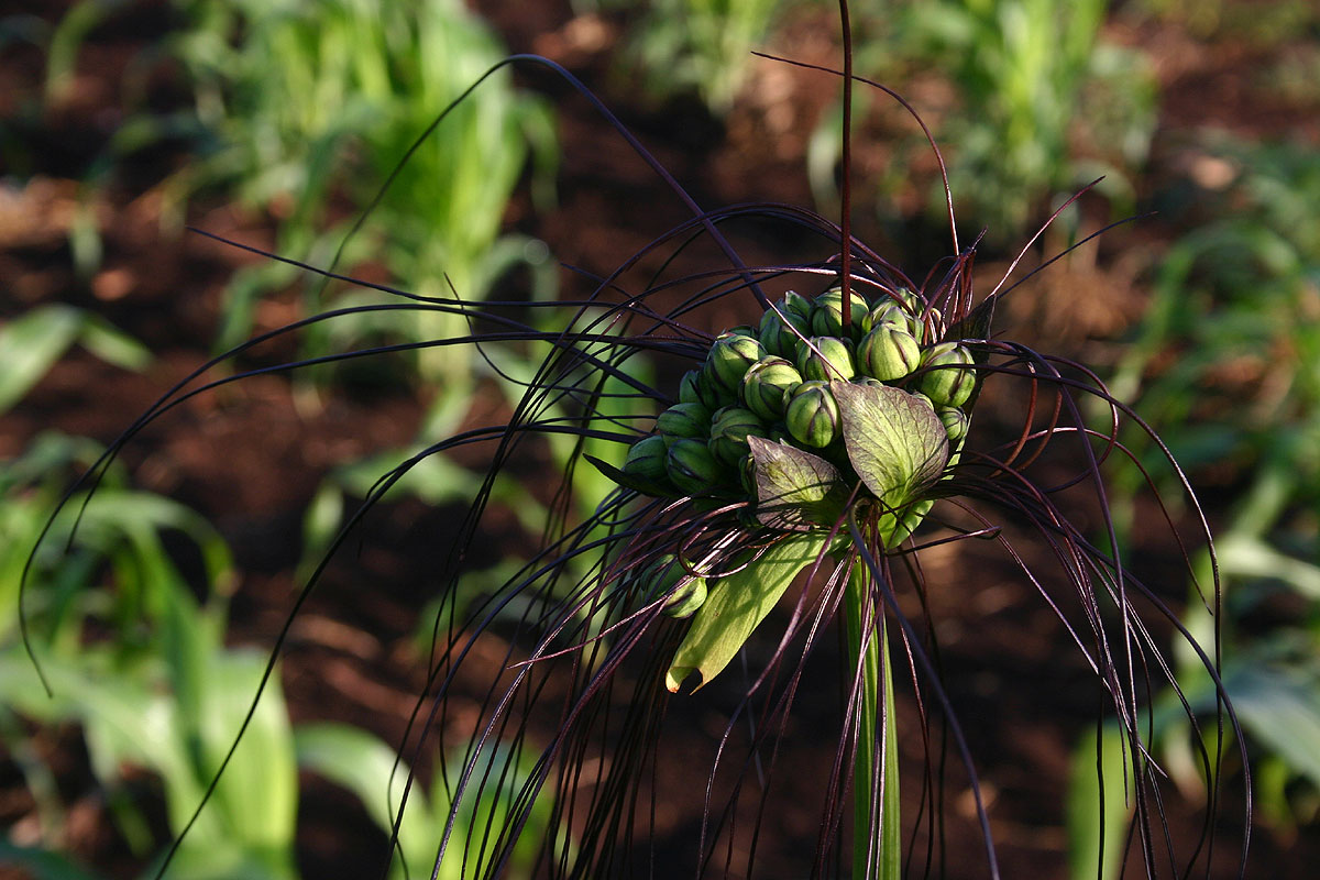 Tacca leontopetaloides