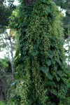 Dioscorea asteriscus