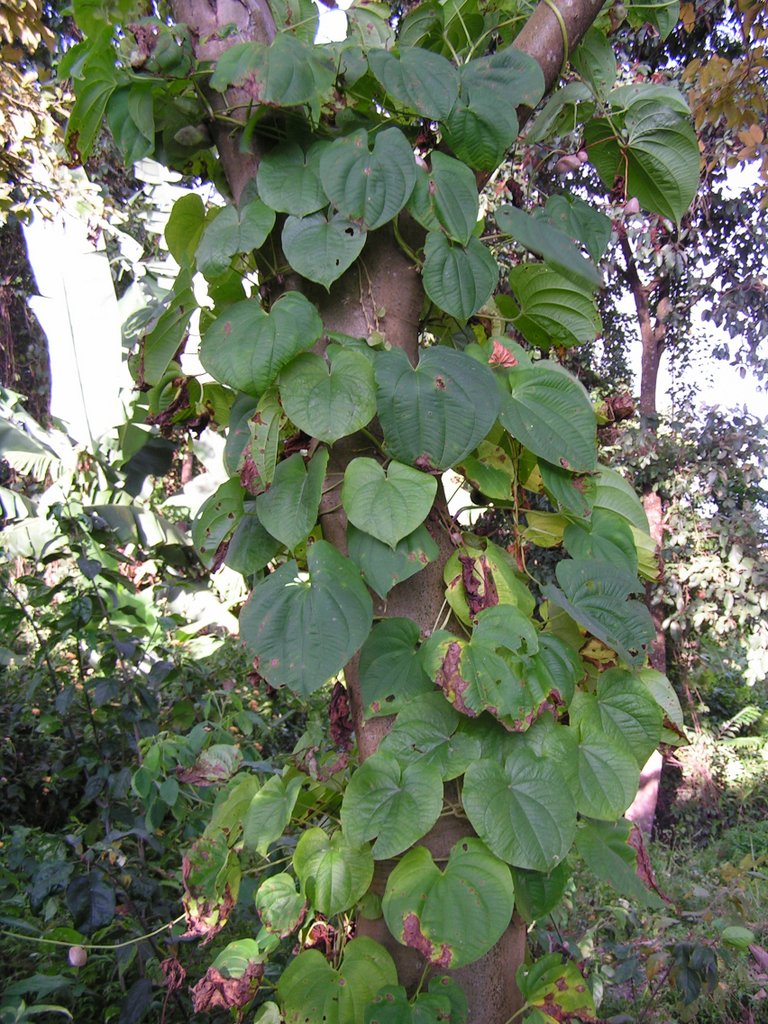 Dioscorea bulbifera Dioscorea bulbifera