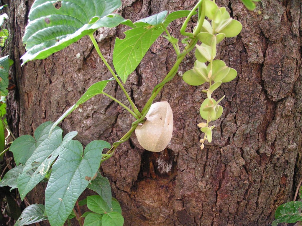 Dioscorea bulbifera Dioscorea bulbifera