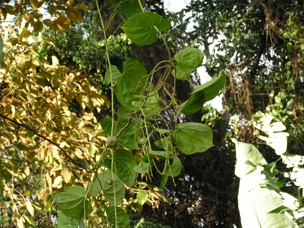 Dioscorea bulbifera Dioscorea bulbifera