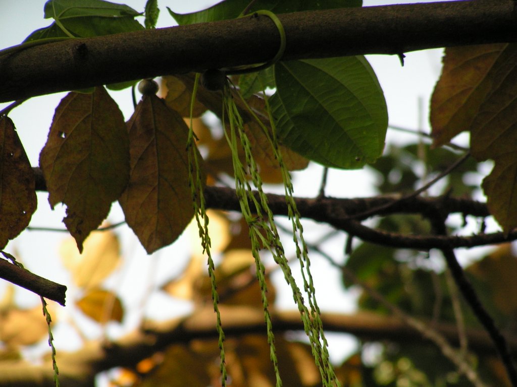 Dioscorea bulbifera Dioscorea bulbifera
