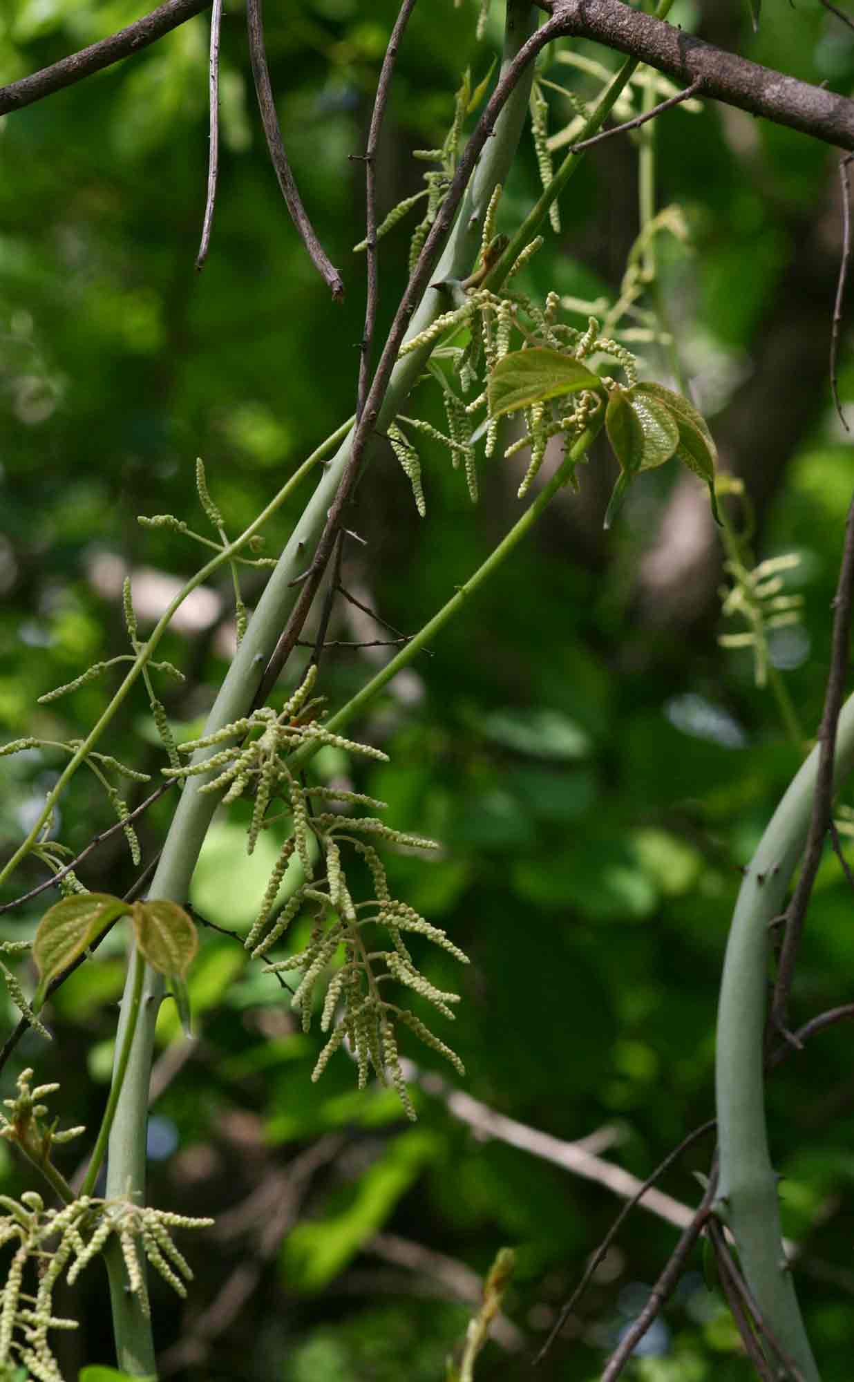 Dioscorea dumetorum