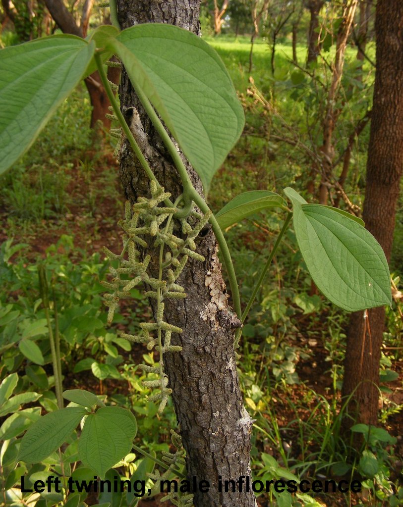 Dioscorea dumetorum