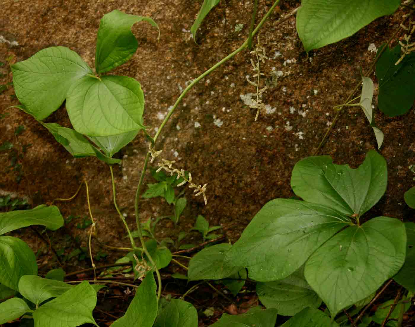 Dioscorea dumetorum