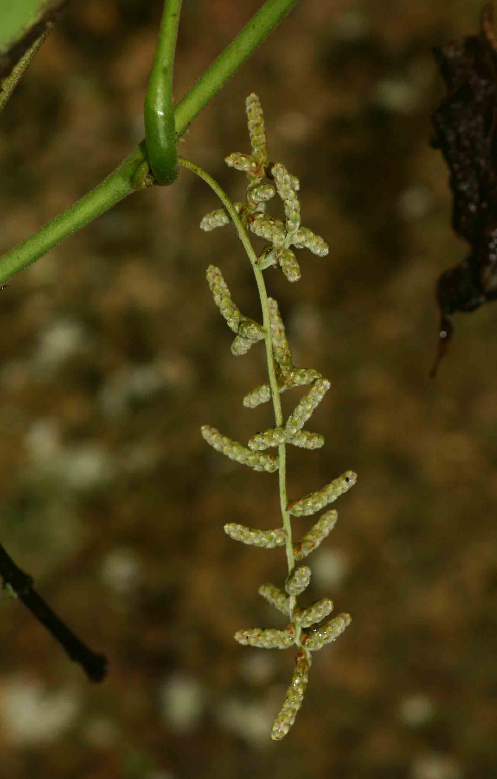Dioscorea dumetorum Dioscorea dumetorum