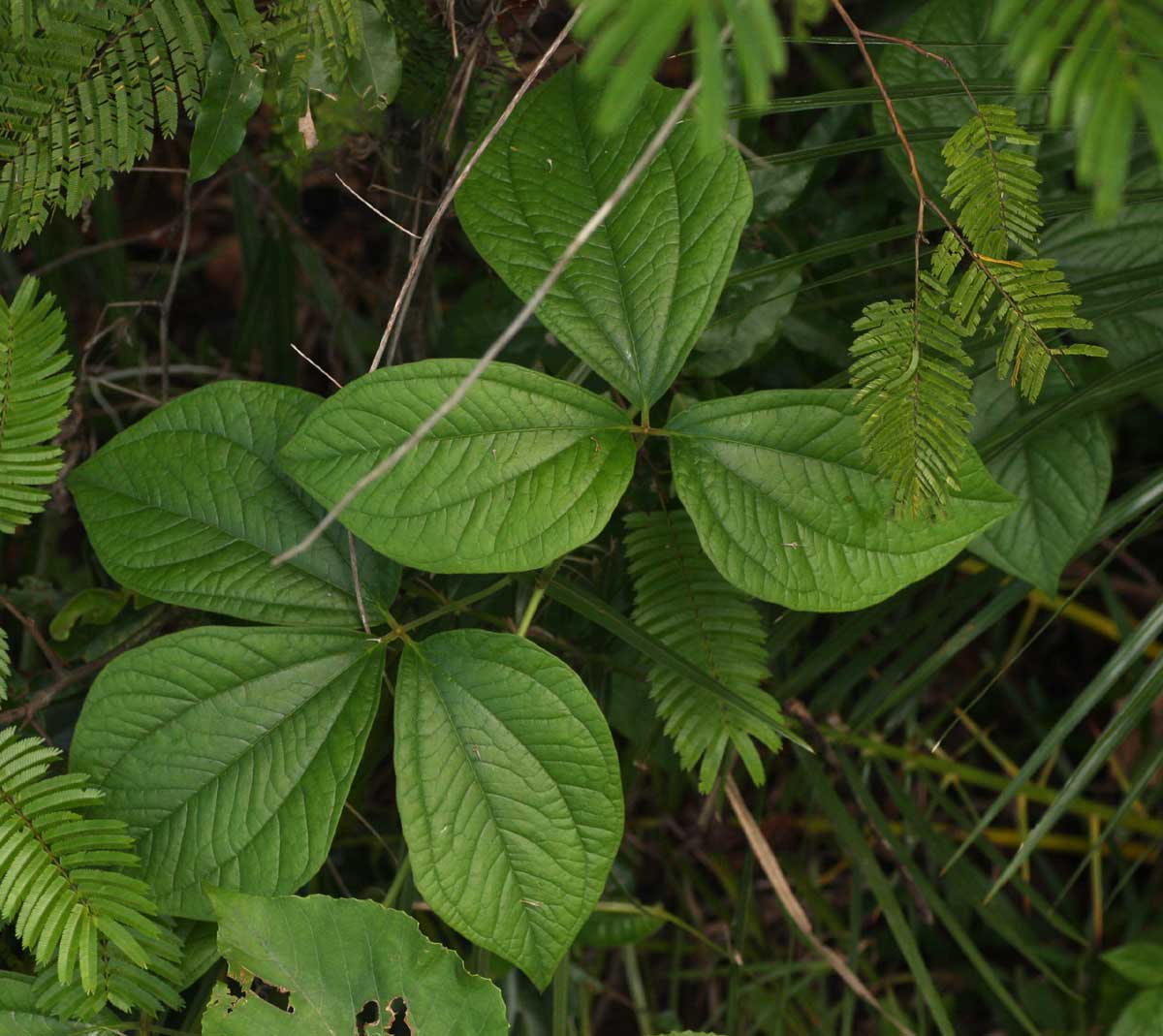 Dioscorea dumetorum Dioscorea dumetorum