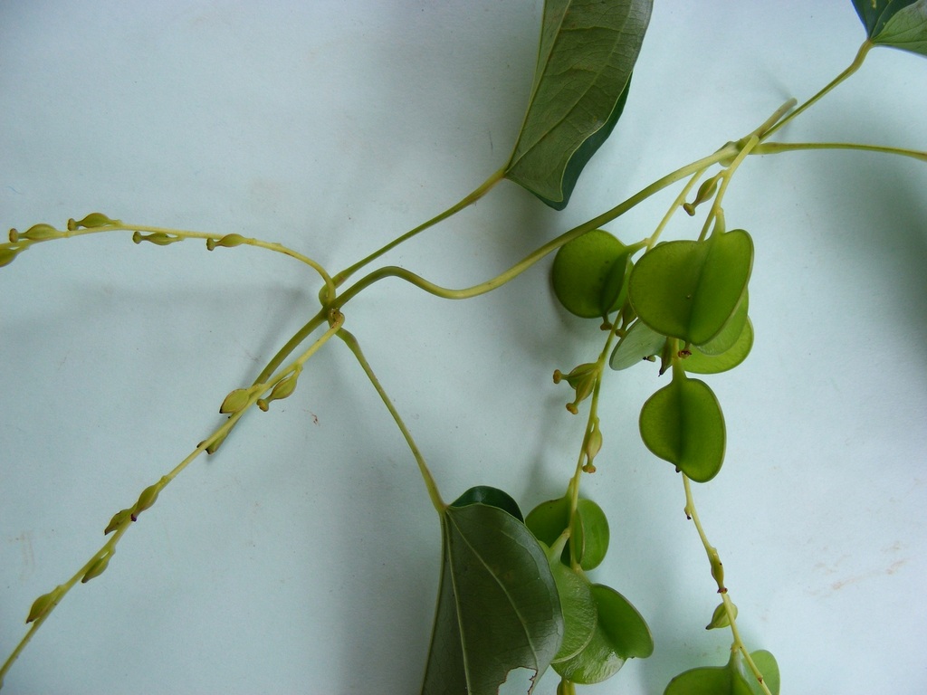 Dioscorea praehensilis