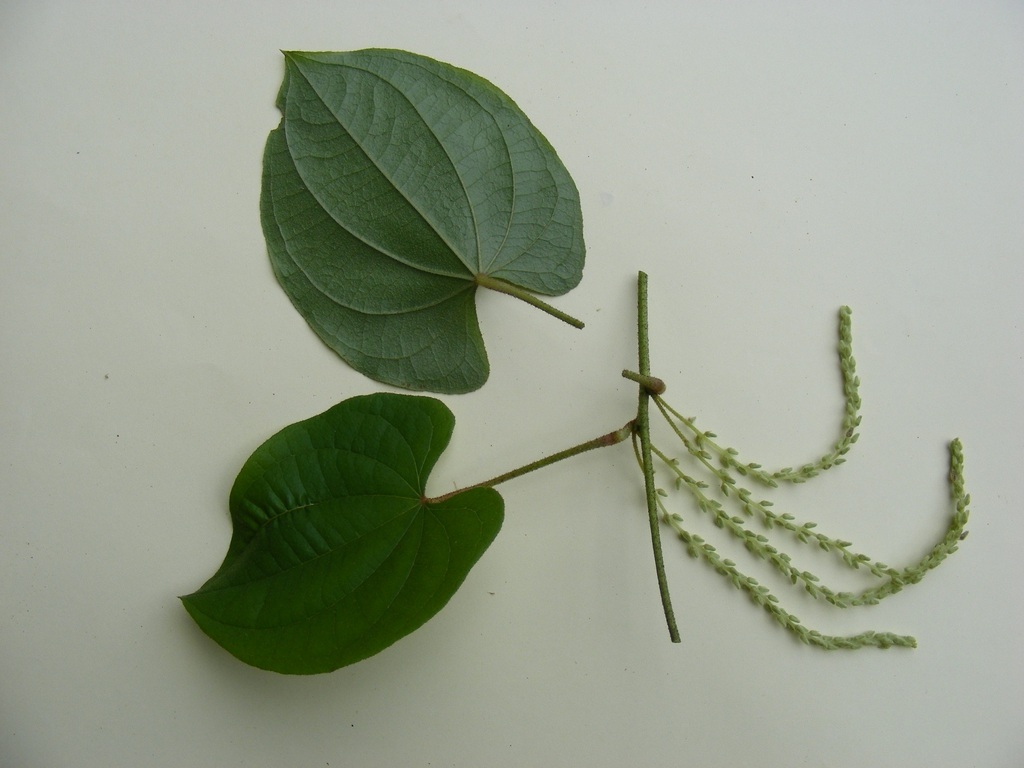 Dioscorea praehensilis