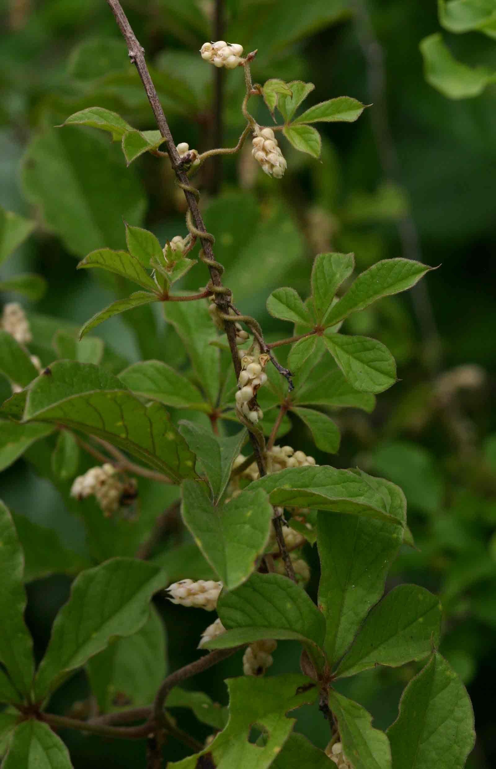 Dioscorea quartiniana Dioscorea quartiniana