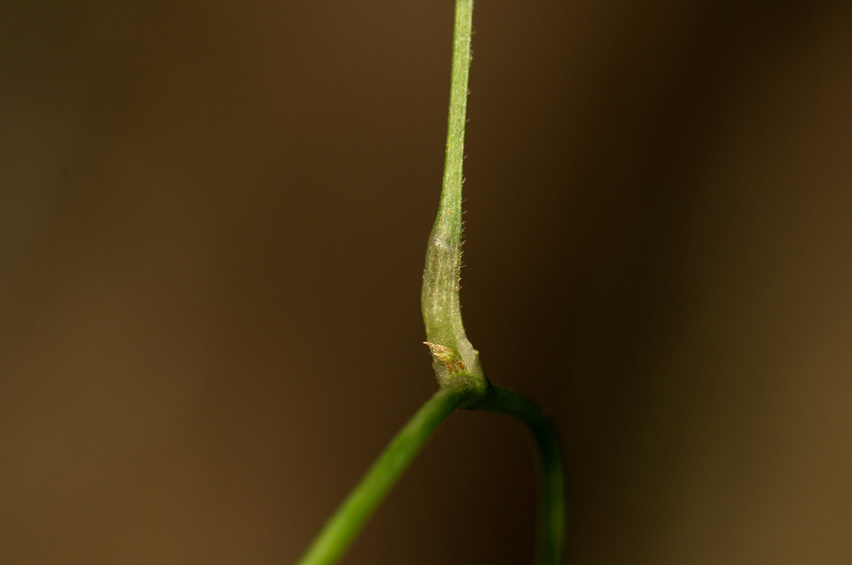 Dioscorea quartiniana