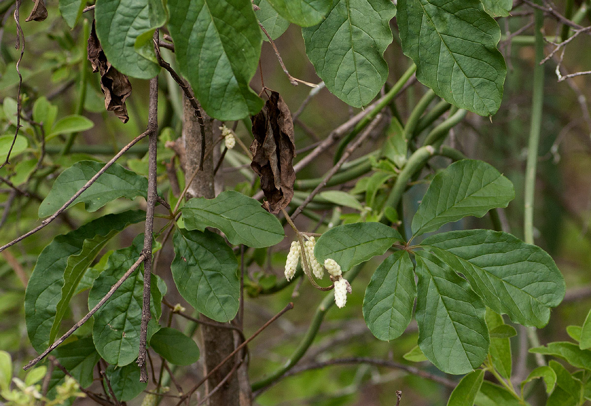 Dioscorea quartiniana Dioscorea quartiniana