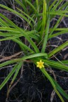 Hypoxis angustifolia