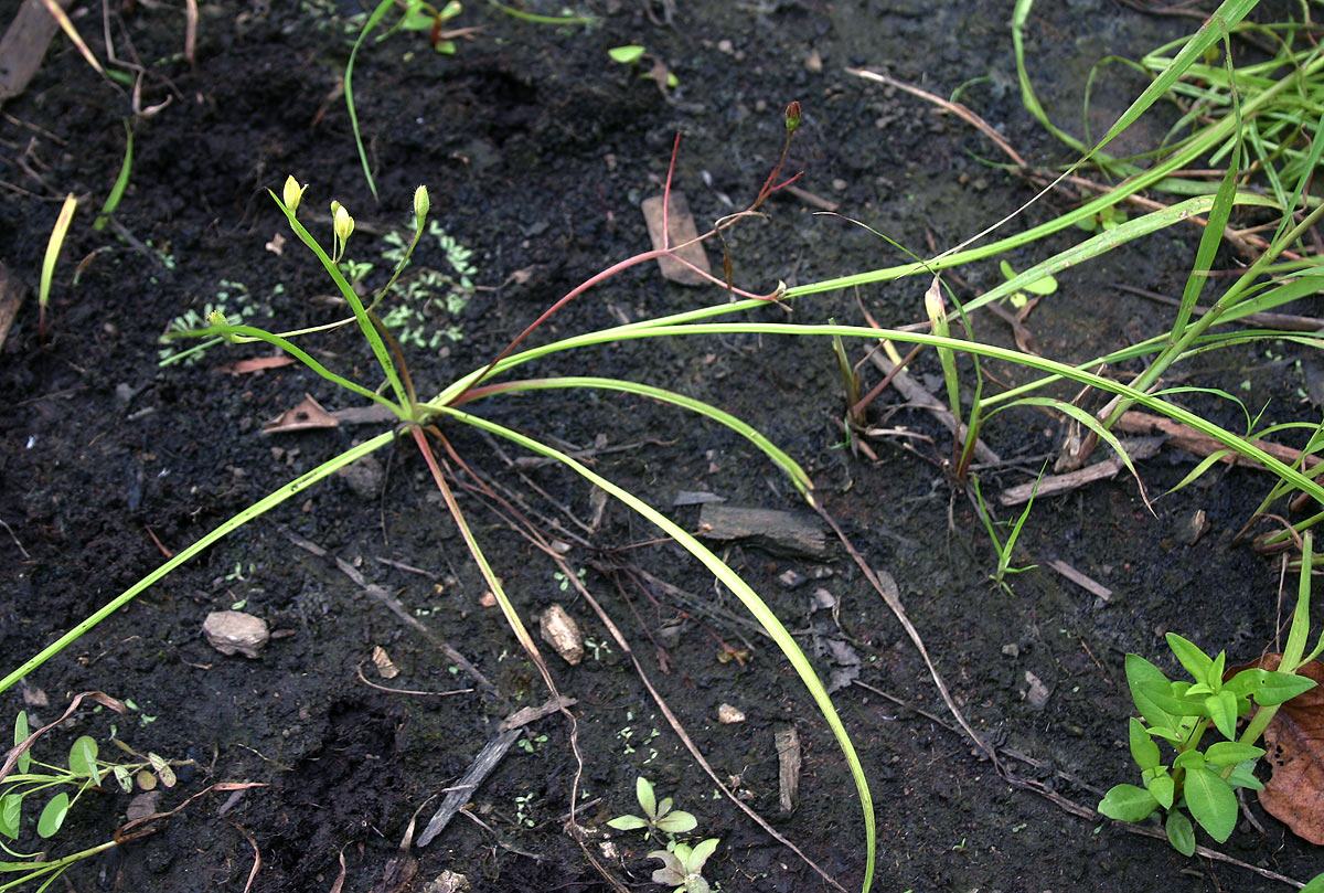 Hypoxis angustifolia