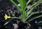 Hypoxis angustifolia