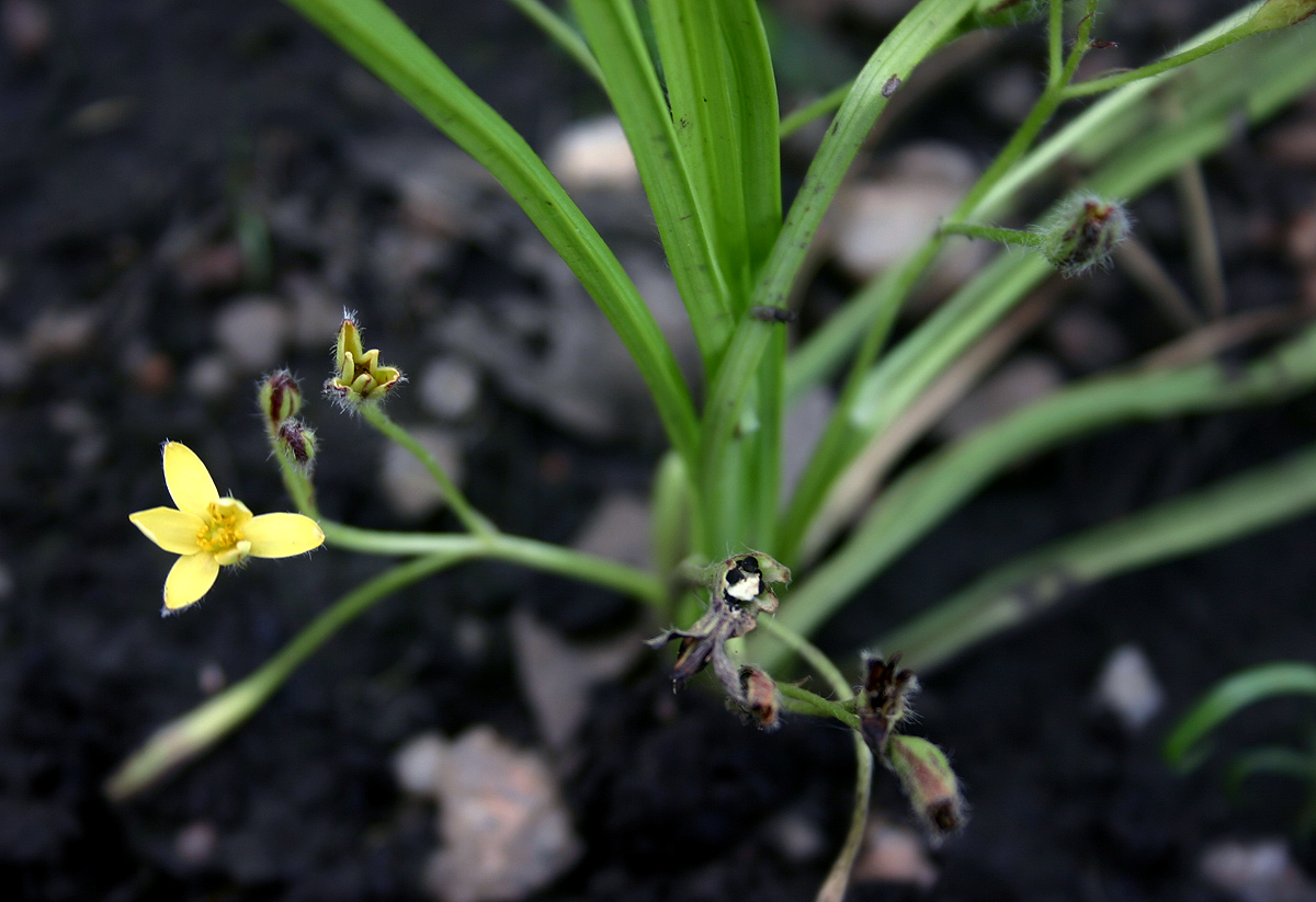 Hypoxis angustifolia