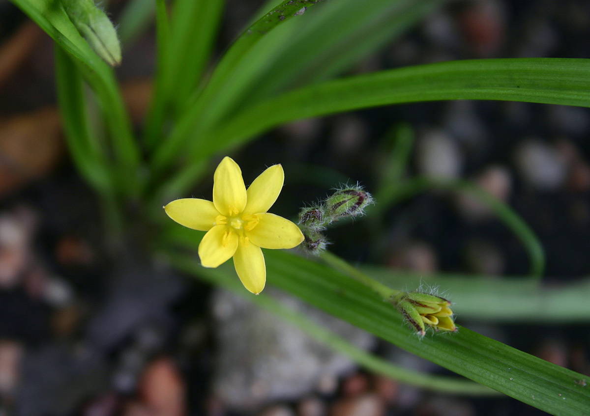 Hypoxis angustifolia