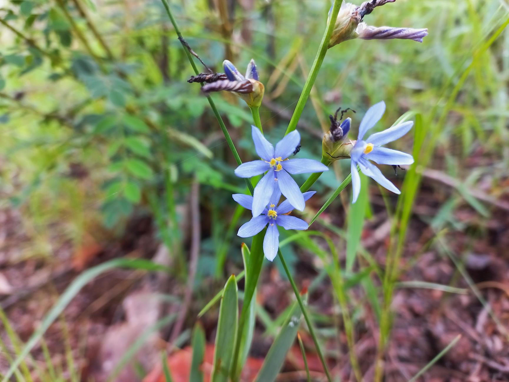 Aristea abyssinica Aristea abyssinica