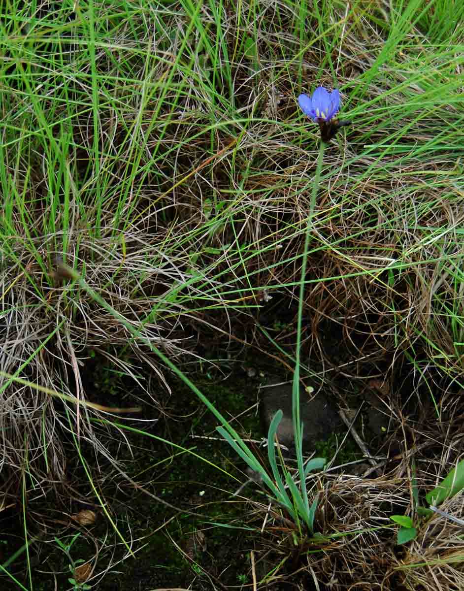 Aristea abyssinica