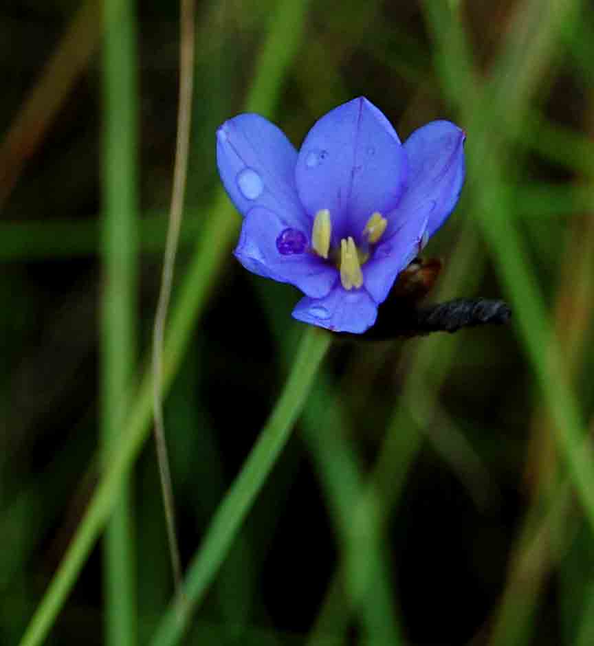 Aristea abyssinica