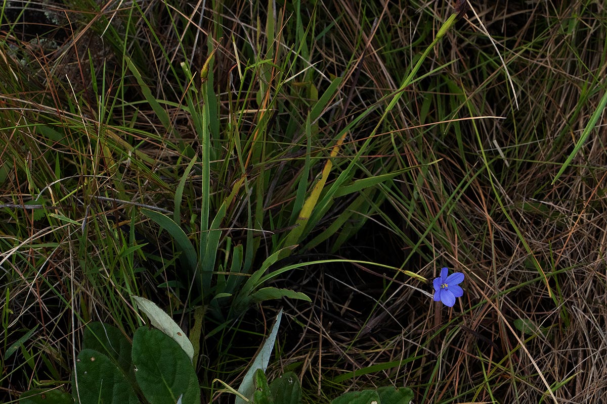 Aristea abyssinica