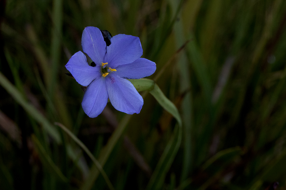 Aristea abyssinica