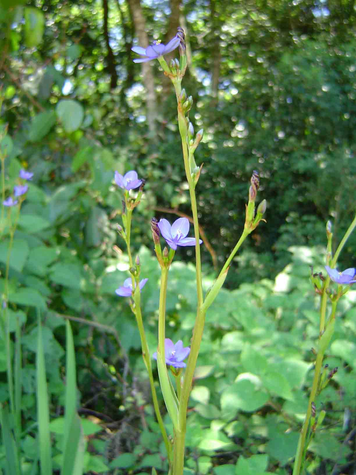 Aristea ecklonii Aristea ecklonii
