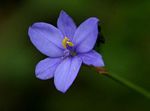 Aristea ecklonii