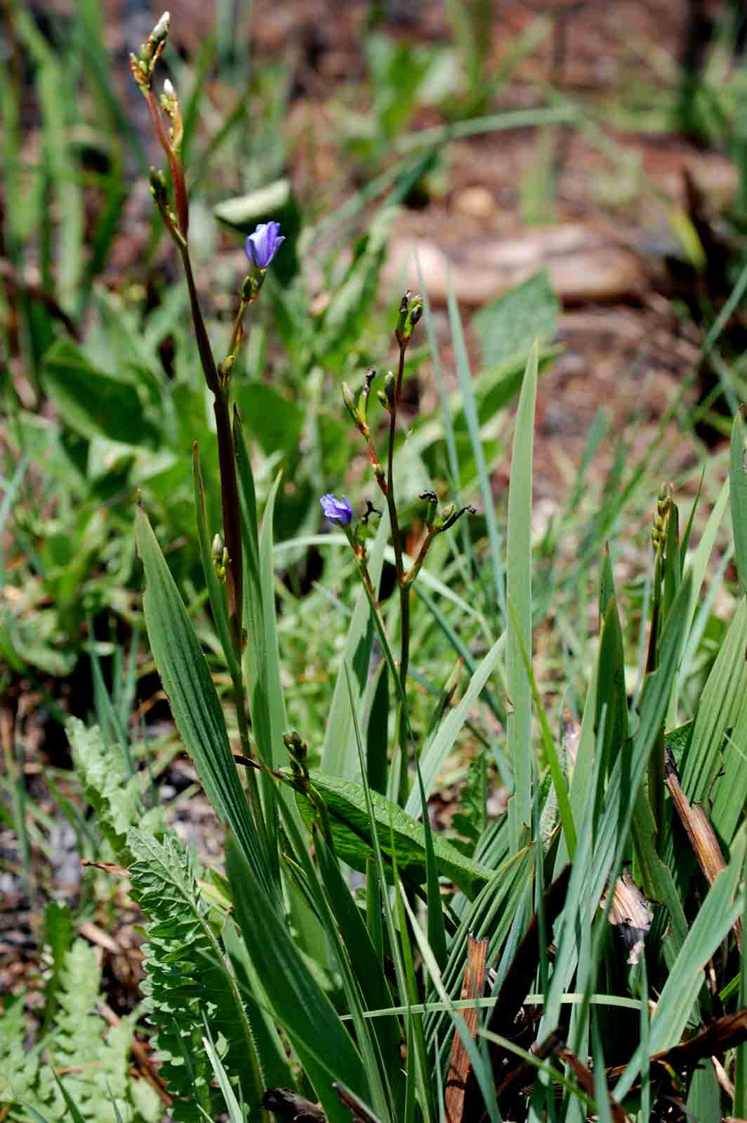 Aristea ecklonii Aristea ecklonii