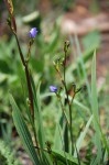 Aristea ecklonii