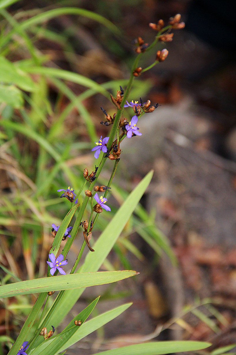 Aristea ecklonii Aristea ecklonii
