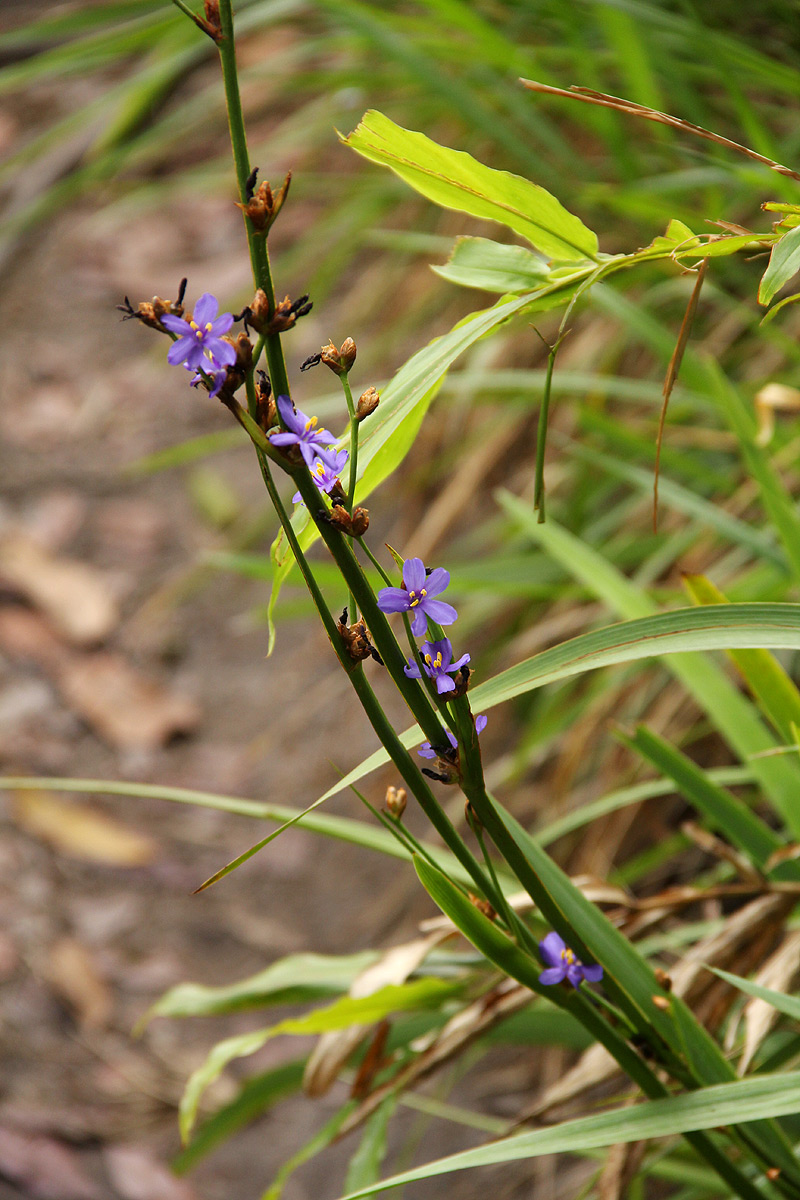 Aristea ecklonii