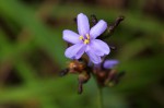 Aristea ecklonii