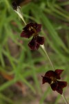 Gladiolus atropurpureus