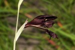 Gladiolus atropurpureus