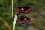 Gladiolus atropurpureus