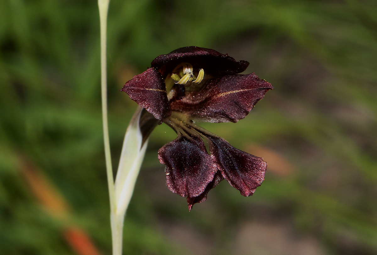 Gladiolus atropurpureus