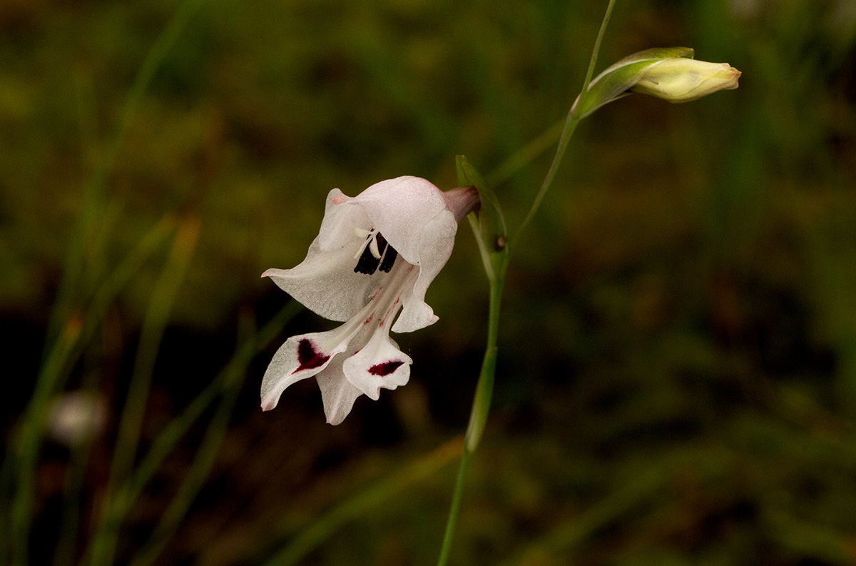 Gladiolus atropurpureus
