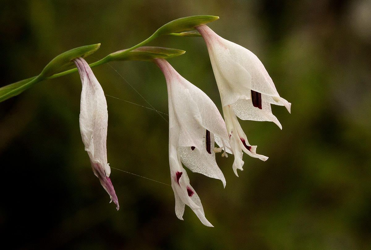 Gladiolus atropurpureus