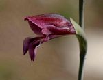 Gladiolus atropurpureus
