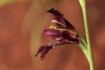 Gladiolus atropurpureus