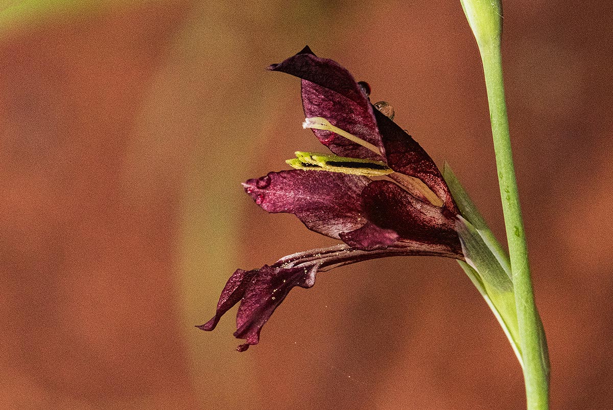 Gladiolus atropurpureus