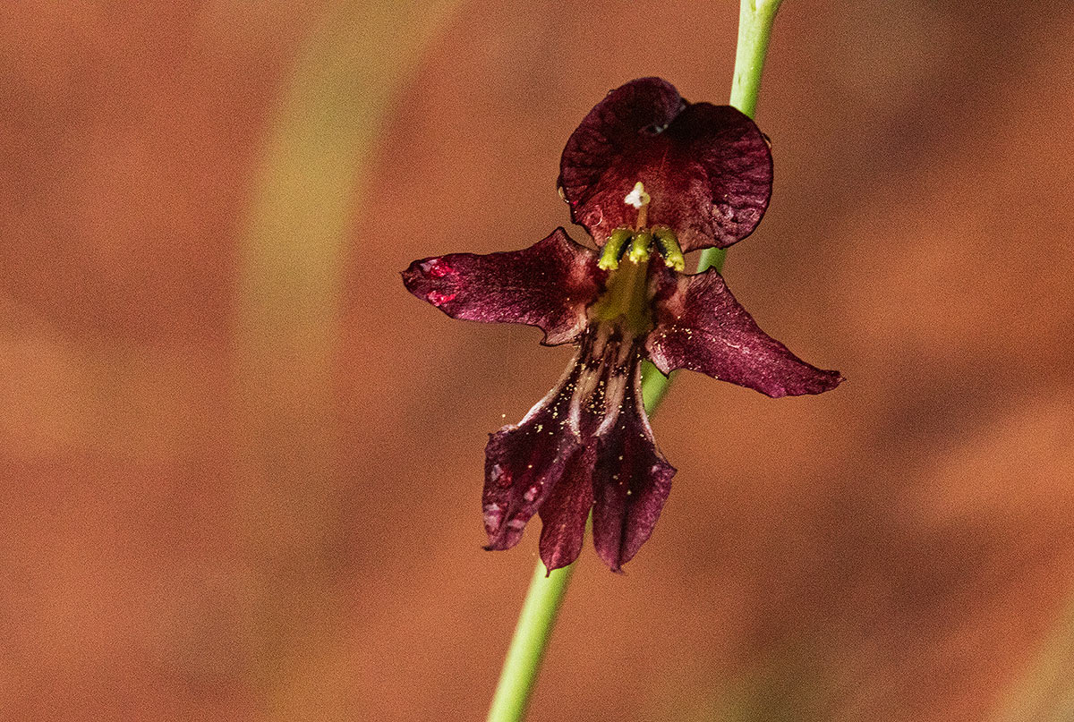 Gladiolus atropurpureus