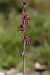 Gladiolus atropurpureus