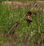Gladiolus atropurpureus